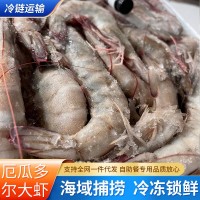 厄瓜多爾白蝦冰凍大蝦大基圍鹽凍大蝦海捕大對(duì)蝦青蝦速凍深海蝦